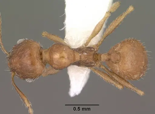 Pheidole diversipilosa specimen CASENT0102875 image casent0102875_1