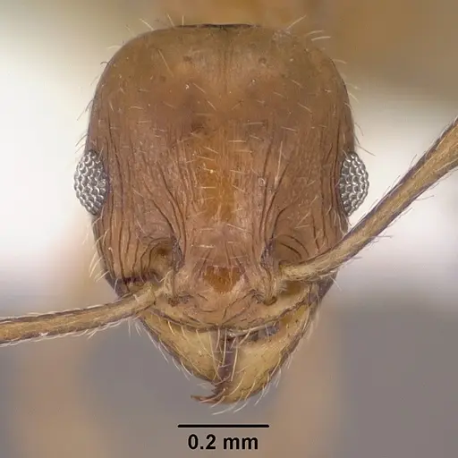 Pheidole diversipilosa specimen CASENT0102875 image casent0102875_2