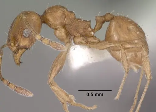 Pheidole diversipilosa specimen CASENT0102875 image casent0102875_3