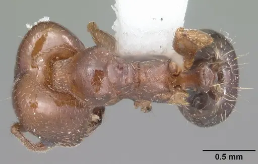 Pheidole diversipilosa specimen CASENT0104395 image casent0104395_1