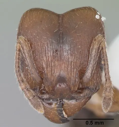 Pheidole diversipilosa specimen CASENT0104395 image casent0104395_2