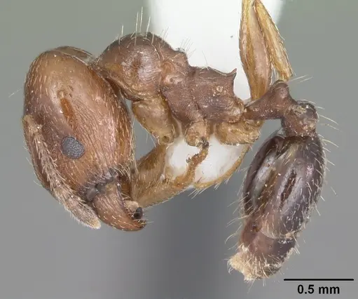 Pheidole diversipilosa specimen CASENT0104395 image casent0104395_3