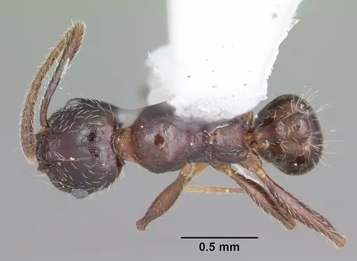 Pheidole diversipilosa specimen CASENT0104396 image casent0104396_1