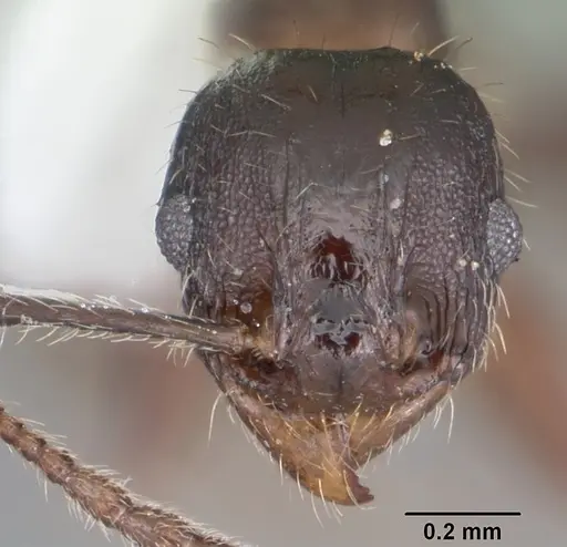 Pheidole diversipilosa specimen CASENT0104396 image casent0104396_2