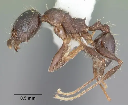 Pheidole diversipilosa specimen CASENT0104396 image casent0104396_3