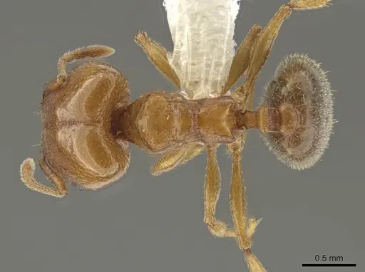 Pheidole diversipilosa specimen CASENT0619981 image casent0619981_1