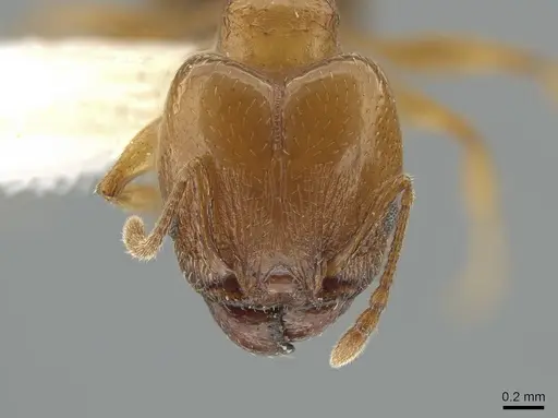 Pheidole diversipilosa specimen CASENT0619981 image casent0619981_2