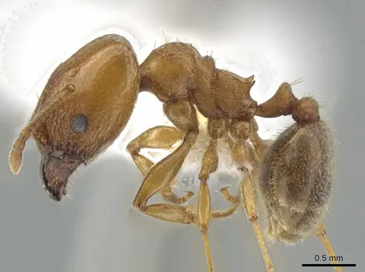 Pheidole diversipilosa specimen CASENT0619981 image casent0619981_3