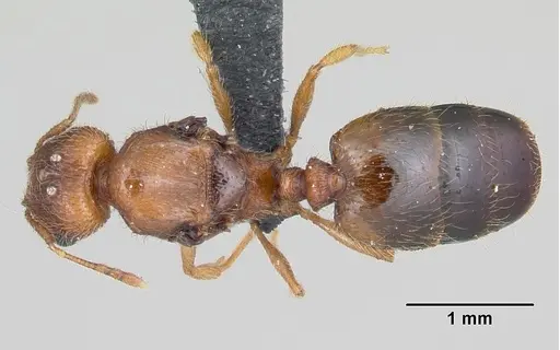 Pheidole dodo specimen CASENT0059716 image casent0059716_1