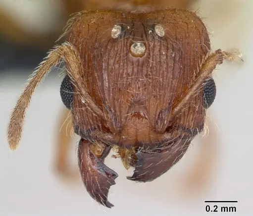 Pheidole dodo specimen CASENT0059716 image casent0059716_2