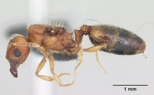 Pheidole dodo specimen CASENT0059716 image casent0059716_3