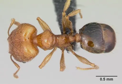 Pheidole dodo specimen CASENT0059724 image casent0059724_1