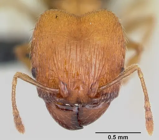 Pheidole dodo specimen CASENT0059724 image casent0059724_2