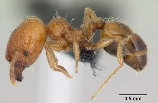 Pheidole dodo specimen CASENT0059724 image casent0059724_3