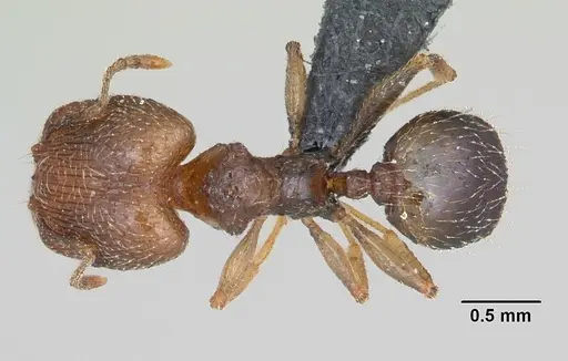 Pheidole dodo specimen CASENT0059742 image casent0059742_1