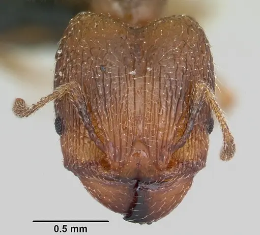 Pheidole dodo specimen CASENT0059742 image casent0059742_2