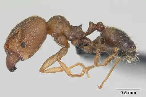 Pheidole dodo specimen CASENT0059742 image casent0059742_3