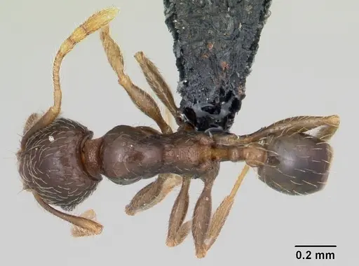 Pheidole dodo specimen CASENT0059749 image casent0059749_1
