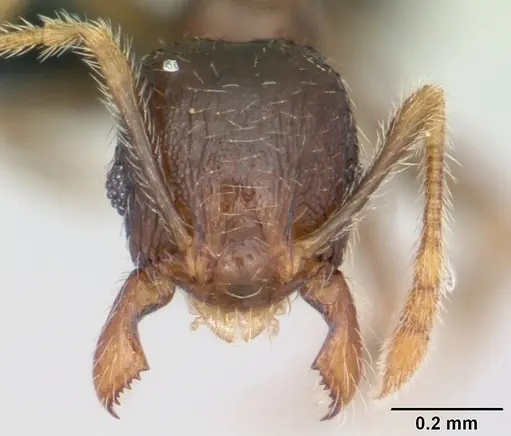 Pheidole dodo specimen CASENT0059749 image casent0059749_2