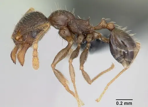 Pheidole dodo specimen CASENT0059749 image casent0059749_3