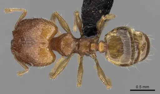 Pheidole dodo specimen CASENT0060617 image casent0060617_1