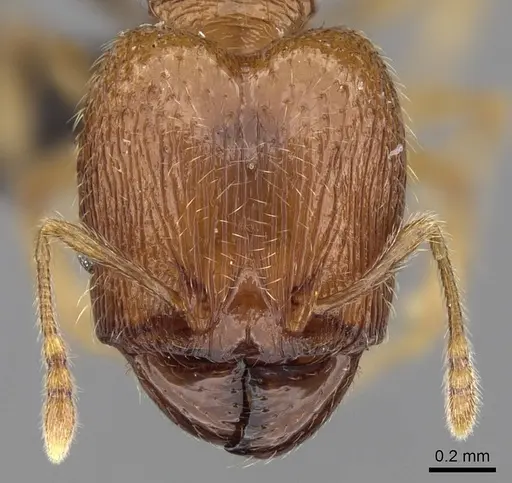 Pheidole dodo specimen CASENT0060617 image casent0060617_2