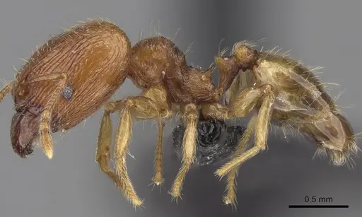 Pheidole dodo specimen CASENT0060617 image casent0060617_3