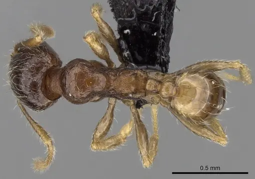 Pheidole dodo specimen CASENT0060619 image casent0060619_1