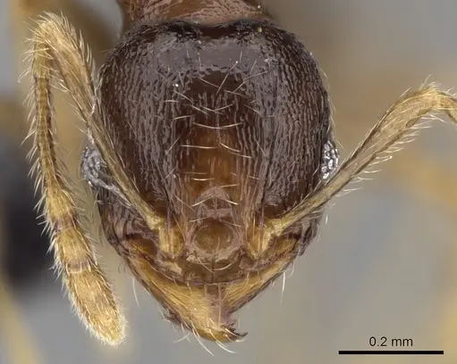 Pheidole dodo specimen CASENT0060619 image casent0060619_2