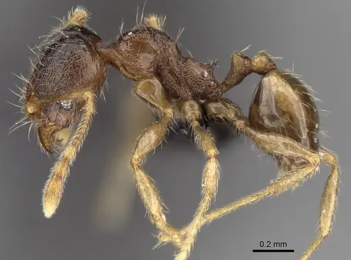 Pheidole dodo specimen CASENT0060619 image casent0060619_3