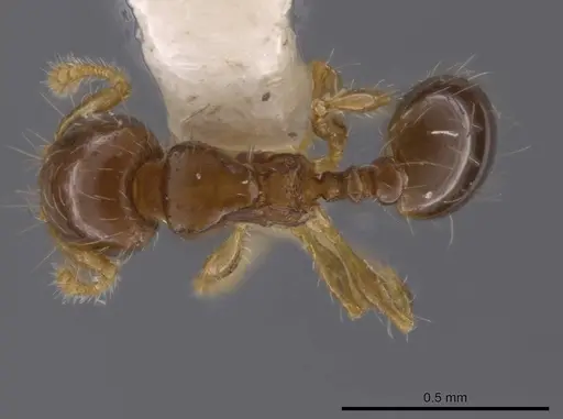 Pheidole dorsata specimen CASENT0636781 image casent0636781_1