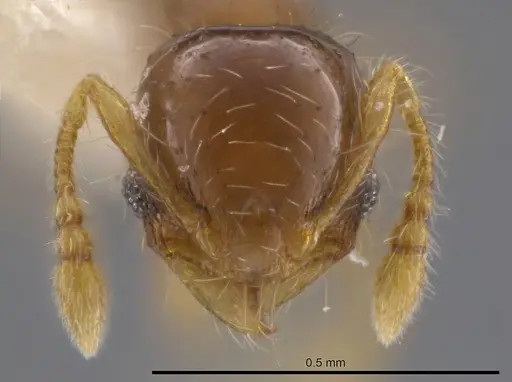 Pheidole dorsata specimen CASENT0636781 image casent0636781_2