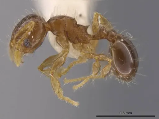 Pheidole dorsata specimen CASENT0636781 image casent0636781_3