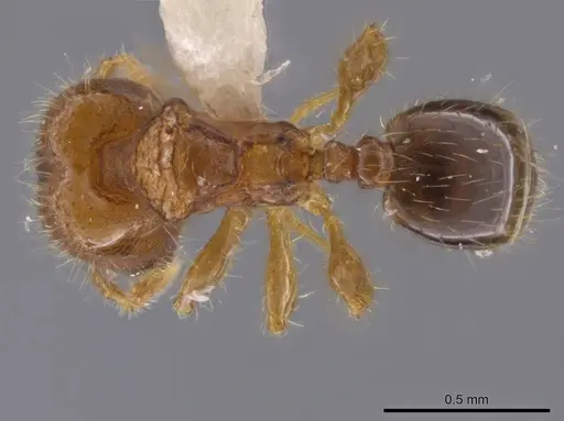 Pheidole dorsata specimen CASENT0636782 image casent0636782_1