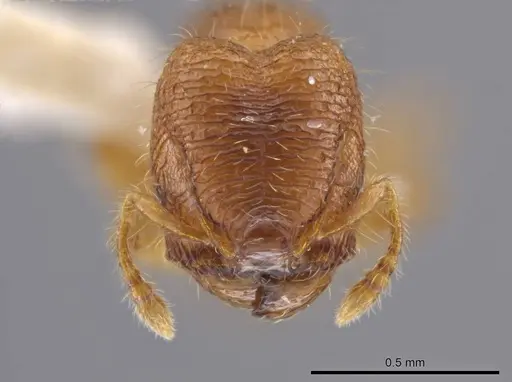 Pheidole dorsata specimen CASENT0636782 image casent0636782_2