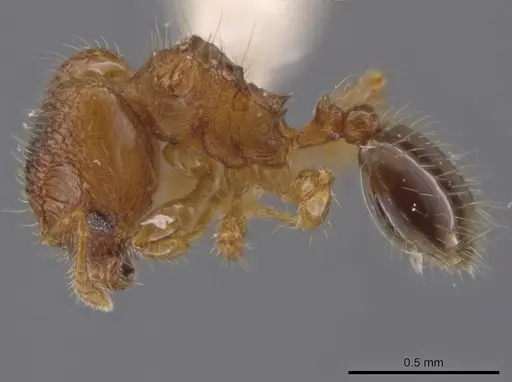 Pheidole dorsata specimen CASENT0636782 image casent0636782_3