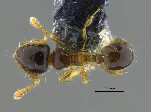 Pheidole dorsata specimen CBUMAGENT42031 image cbumagent42031_1