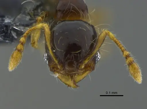 Pheidole dorsata specimen CBUMAGENT42031 image cbumagent42031_2