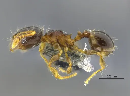 Pheidole dorsata specimen CBUMAGENT42031 image cbumagent42031_3