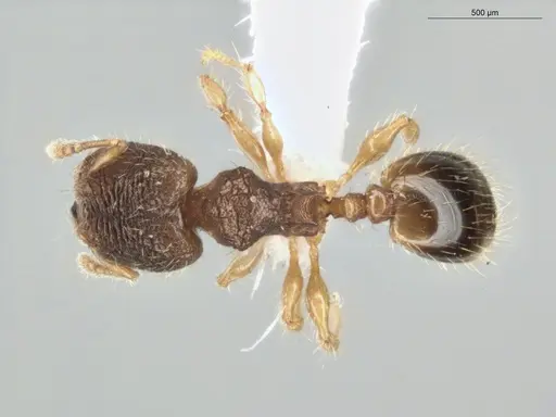 Pheidole dorsata specimen ECOFOG-KR17-0004-09-S image ecofog-kr17-0004-09-s_1