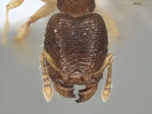 Pheidole dorsata specimen ECOFOG-KR17-0004-09-S image ecofog-kr17-0004-09-s_2