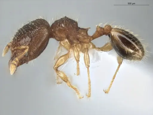 Pheidole dorsata specimen ECOFOG-KR17-0004-09-S image ecofog-kr17-0004-09-s_3