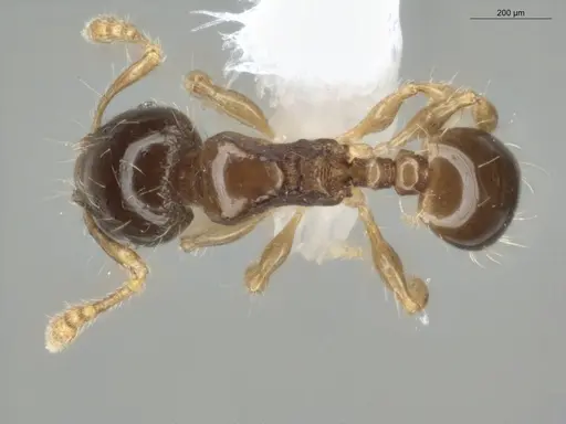 Pheidole dorsata specimen ECOFOG-KR17-0007-10 image ecofog-kr17-0007-10_1