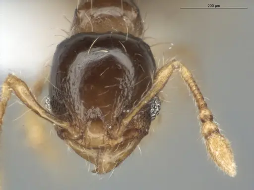 Pheidole dorsata specimen ECOFOG-KR17-0007-10 image ecofog-kr17-0007-10_2