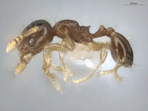 Pheidole dorsata specimen ECOFOG-KR17-0007-10 image ecofog-kr17-0007-10_3