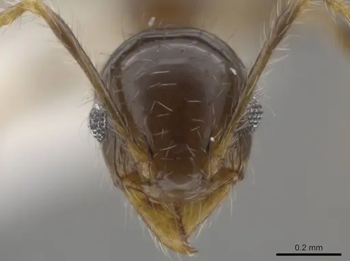 Pheidole dossena specimen CASENT0613011 image casent0613011_2