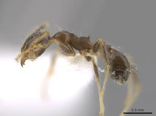 Pheidole dossena specimen CASENT0613011 image casent0613011_3