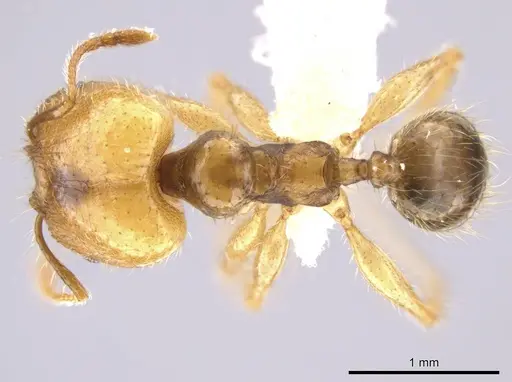 Pheidole dossena specimen CASENT0613012 image casent0613012_1