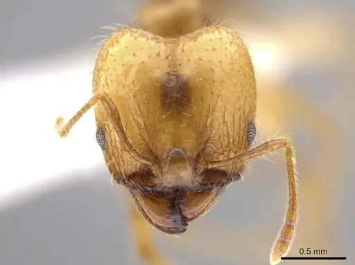 Pheidole dossena specimen CASENT0613012 image casent0613012_2
