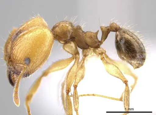 Pheidole dossena specimen CASENT0613012 image casent0613012_3